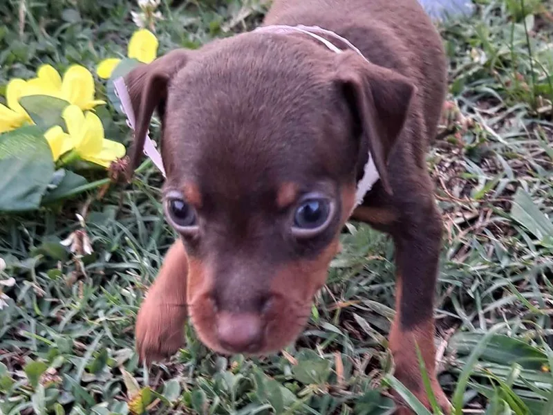 Carol's Pups