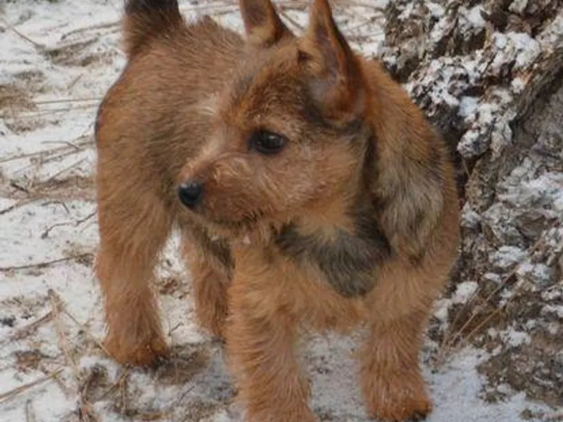 Carole's Norwich Terriers photo 1