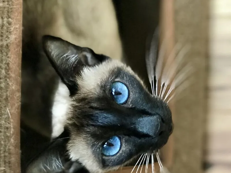 Carolina Blue photo 1