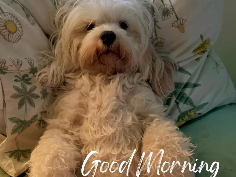 Carolina Cavapoo Puppies