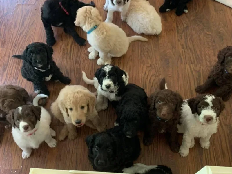 Carolina Coast Doodles