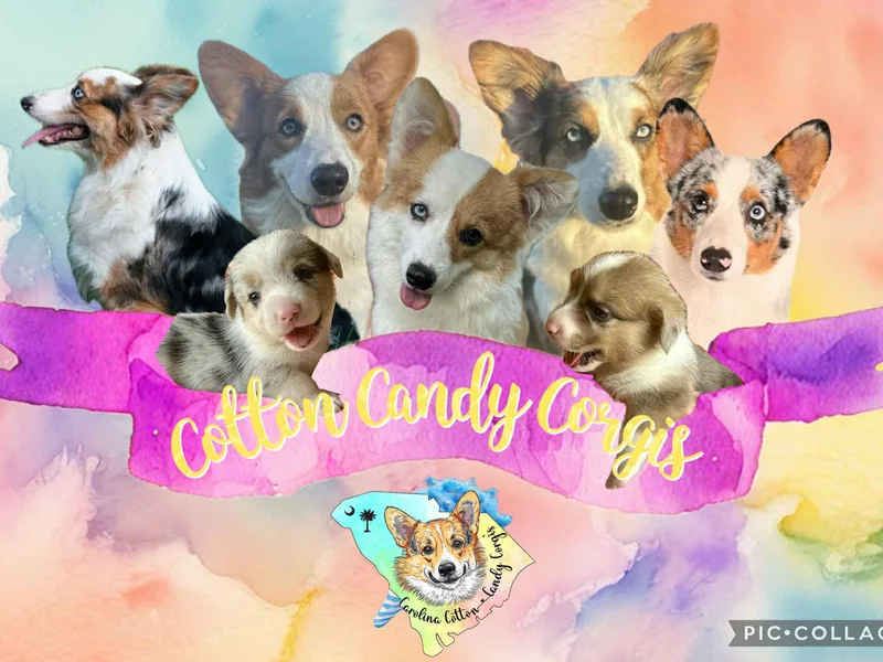 Carolina cotton candy corgis
