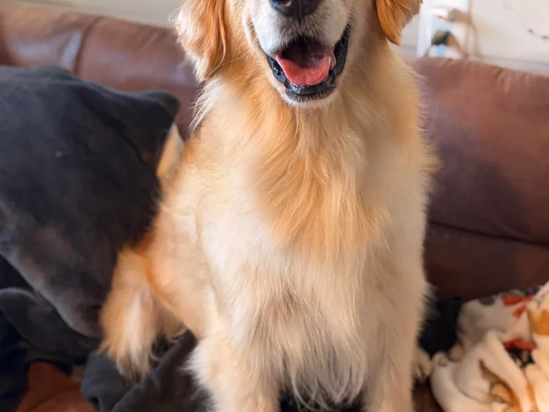 Carolina Country Goldens and Lakeside Frenchies