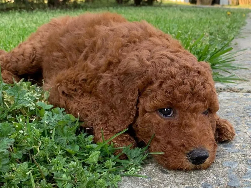 Carolina Dapper Doodles
