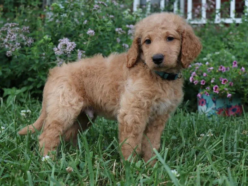 Carolina Doodle Puppies
