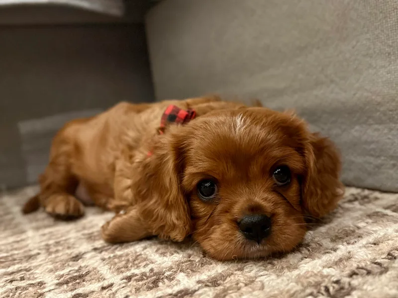 Carolina Doodles &amp; Co.