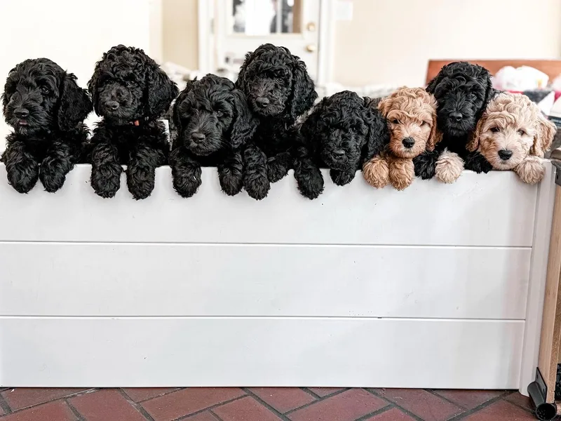 Carolina Golden Mountain Doodles