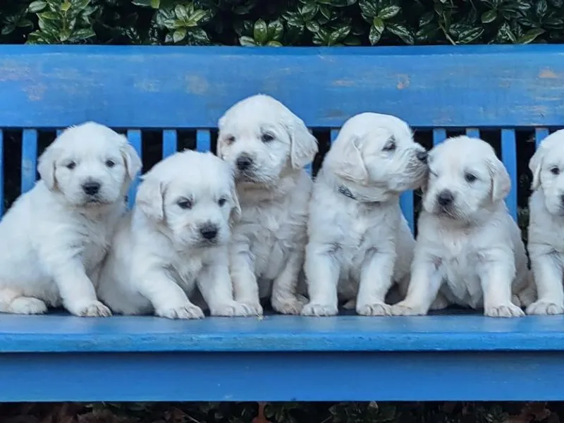 Carolina Goldendoodles