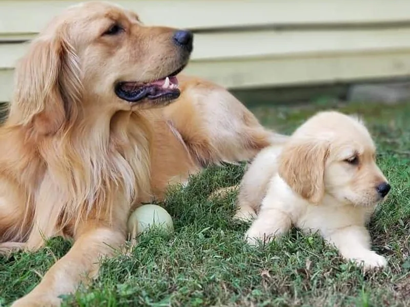 Carolina Goldens