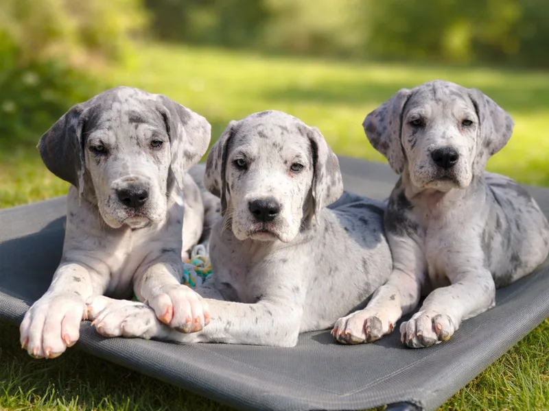 Carolina Great Danes & Toy Poodles