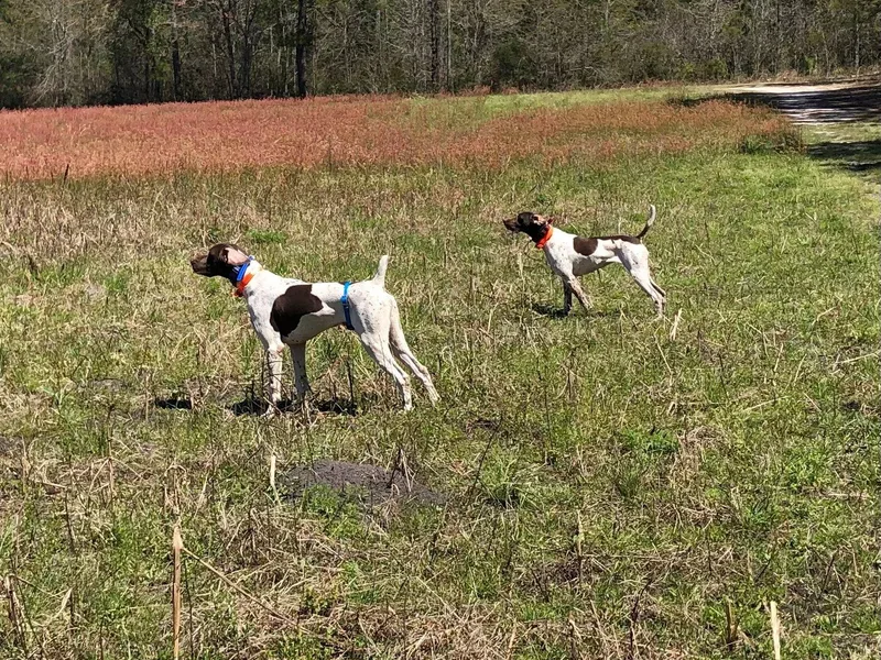 Carolina Gundogs