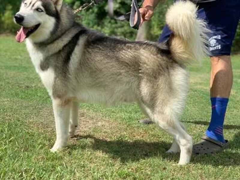Carolina Husky Lodge