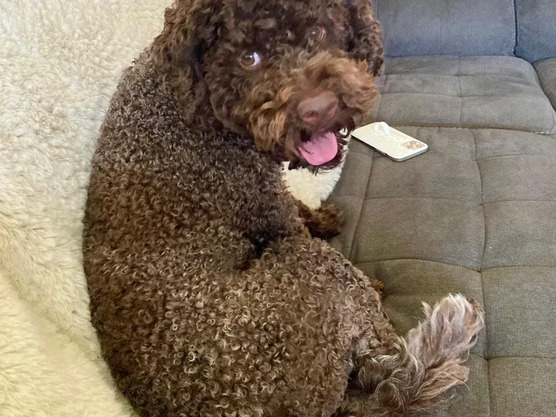 Carolina Lagotto