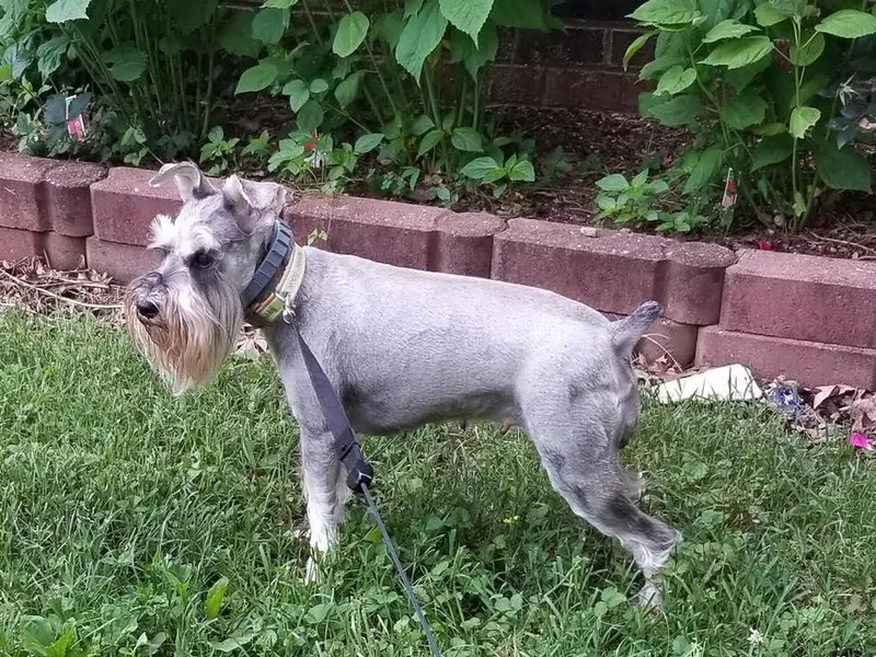 Carolina Legacy Miniature Schnauzers