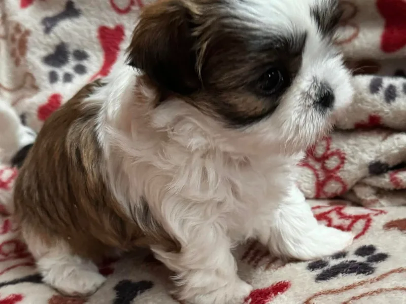 Carolina Mountain Shih Tzus