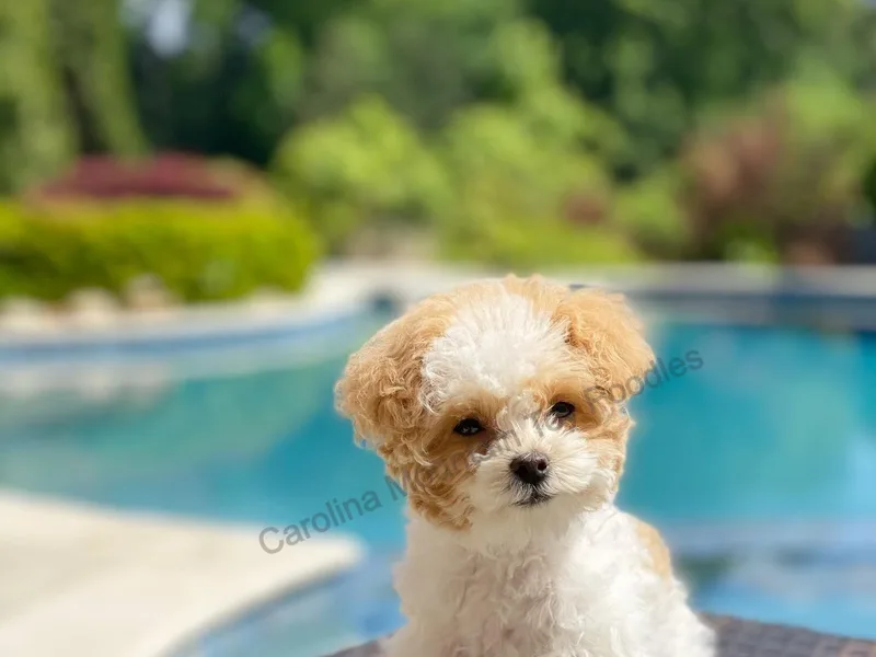 Carolina Mountain Toy Poodles