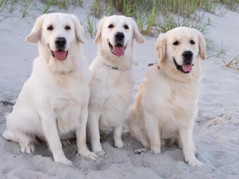 Carolina Point Retrievers