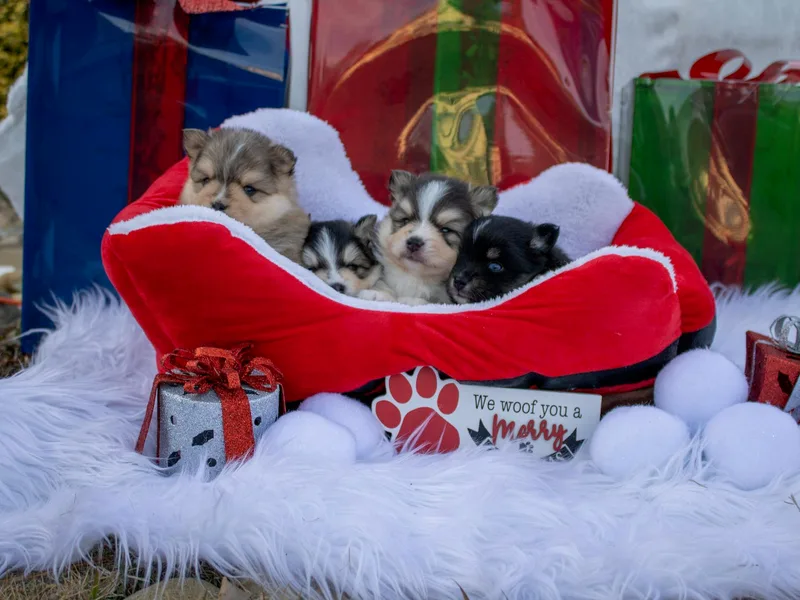 Carolina Pomskies LLC