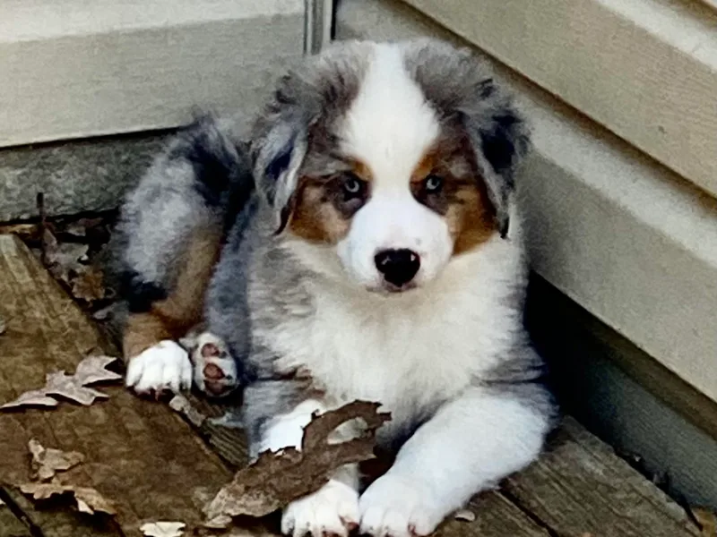 Carolina Pride Miniature American Shepherds