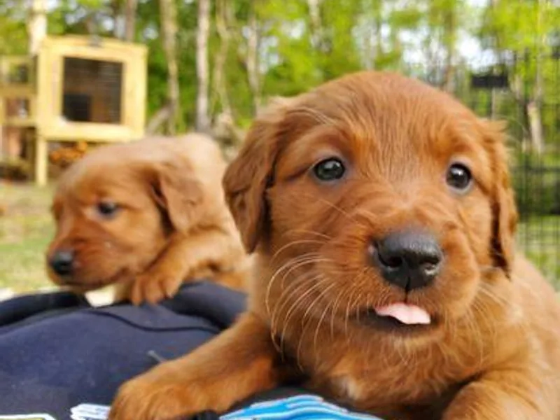 Carolina's Goldcountry  Kennel