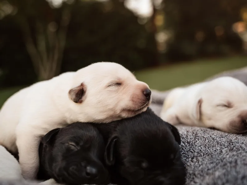 Carolina’s Swift Creek Labrador Retrievers