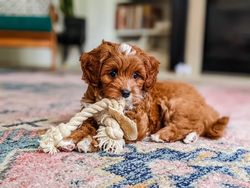 Carolina Springs Breeding