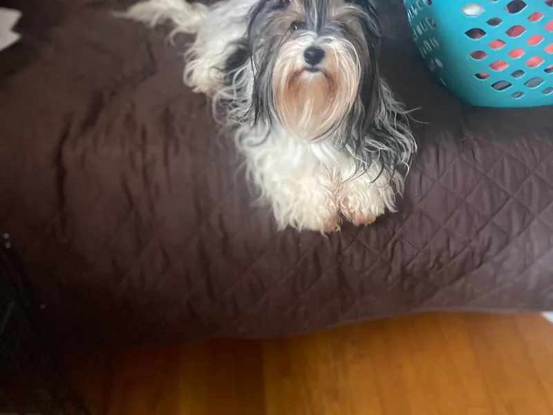 Caroline's Biewer Terriers