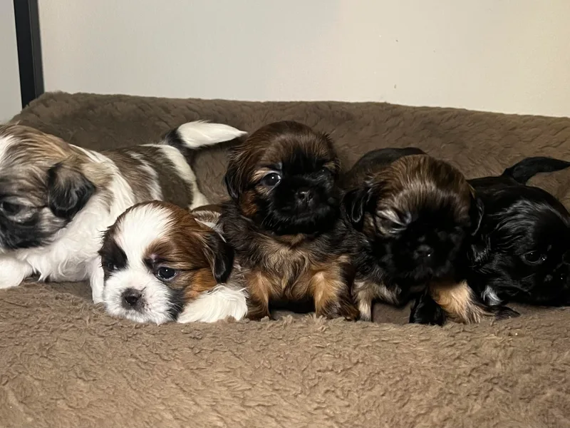 Caroline's Shih Tzus