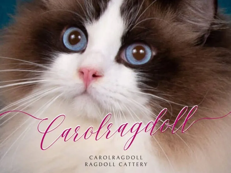 Carolragdoll
