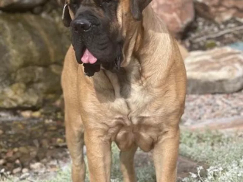 Carolyn Hoot's Mastiffs