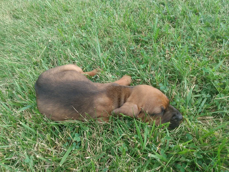 Carolyn's Coonhounds photo 1