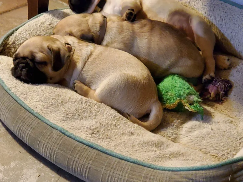 Carolyn's Pugs