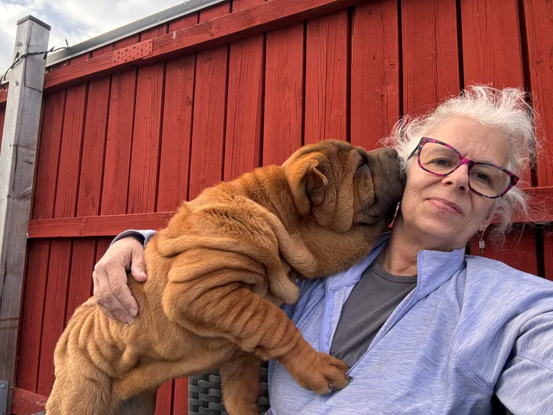 CarPeiDiem Chinese Shar-Pei