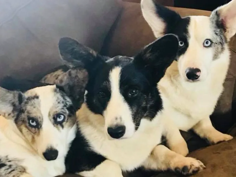 Carpenter Cardigan Welsh Corgis