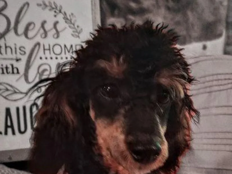 Carr's Candy Poodles