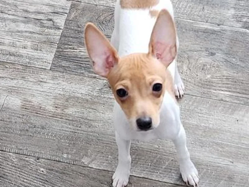 Carr's Edition Toy Fox Terriers photo 1
