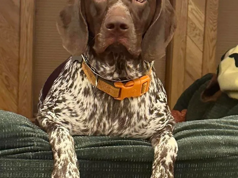 Carr's German Shorthair Pointer Pups