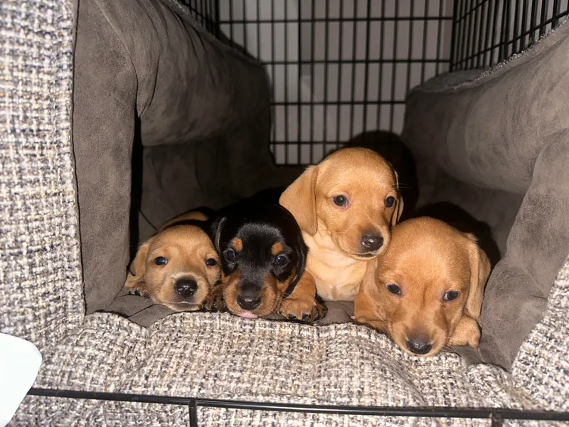 Carranza Puppy Farm