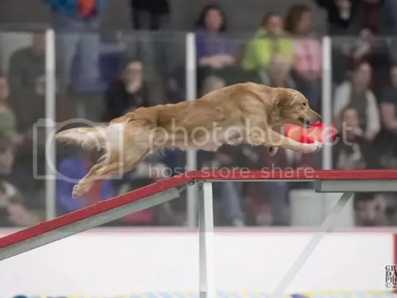 Carrie Neyland Kennels