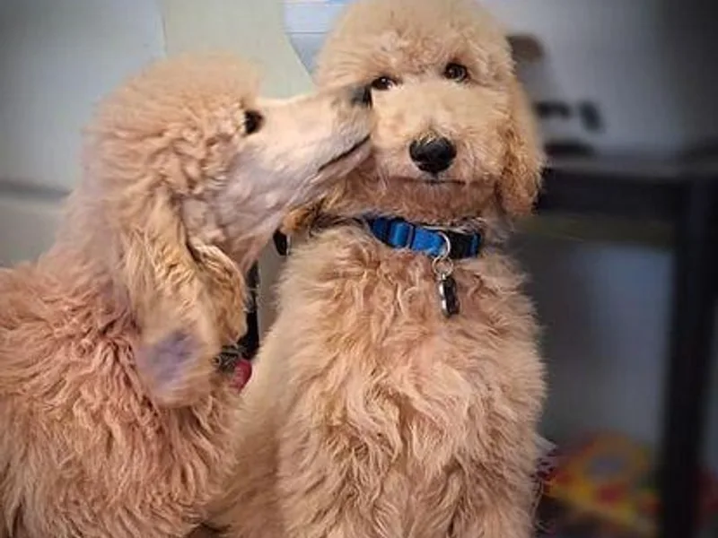 Carrie’s Babes From Da Bayou