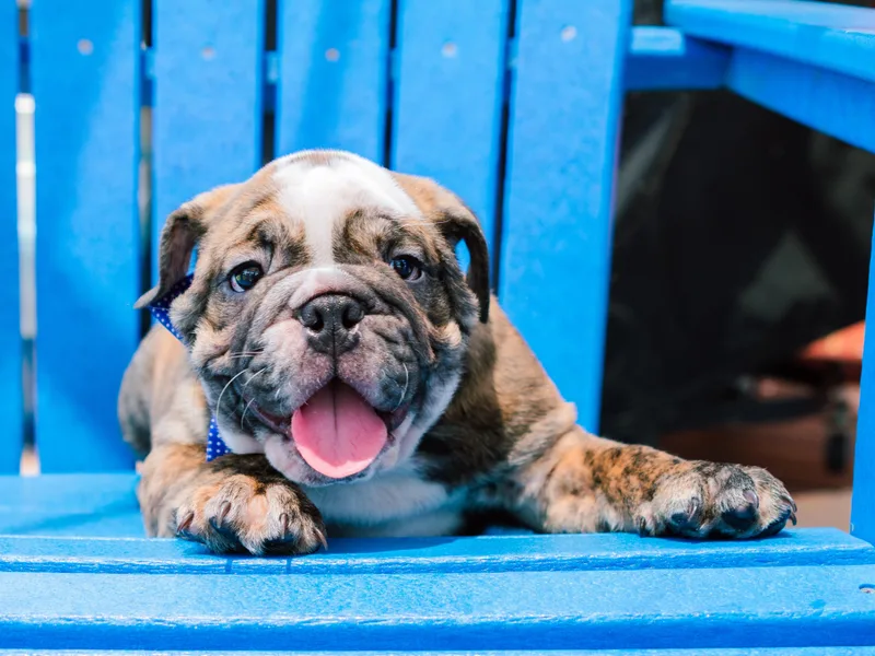 Carrie's Bulldogs