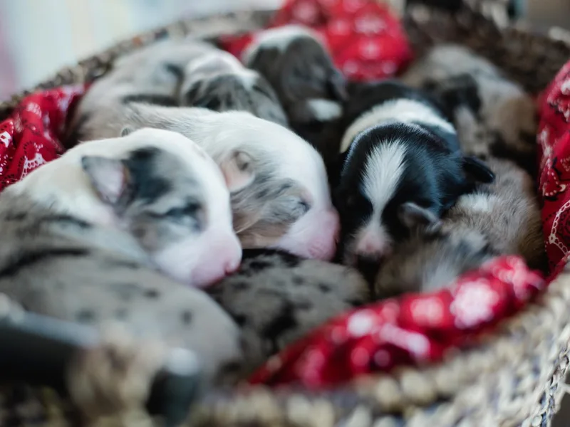 Carrie's Mini Aussies
