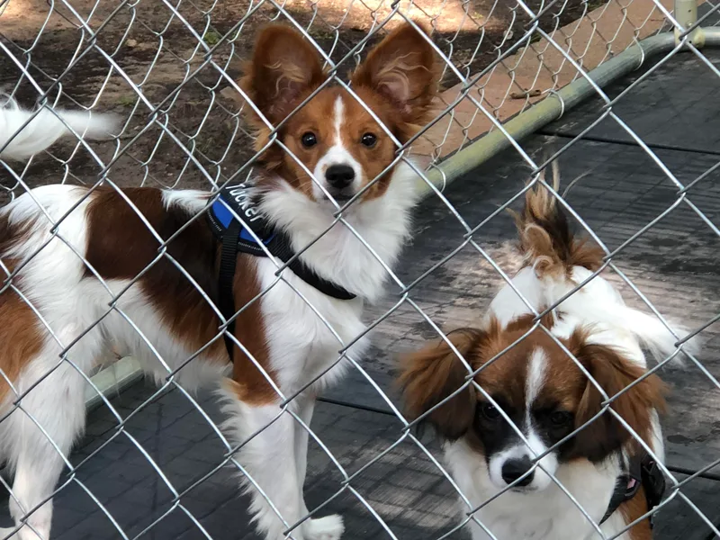 Carrie’s Papillons