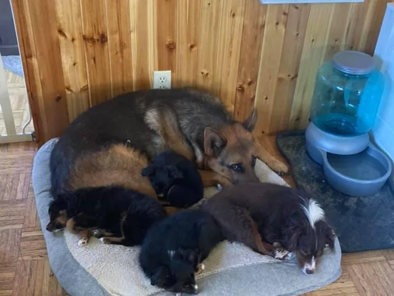 Carrie Wittman's German Shepherds