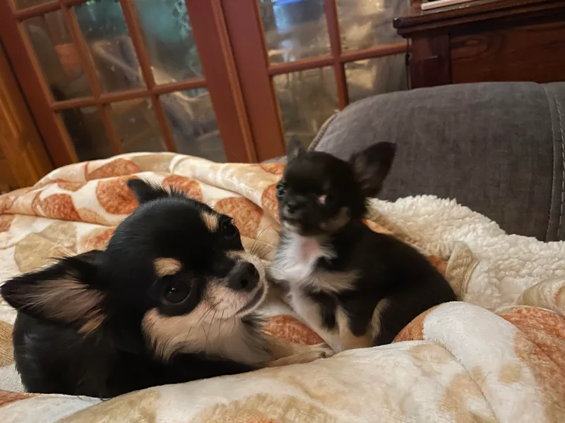 Carroll’s Chihuahuas