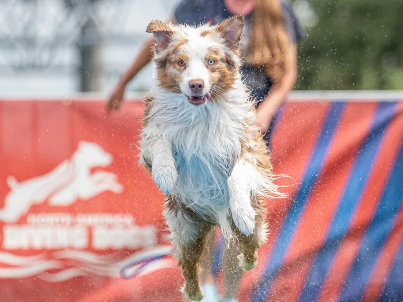 Carrotwood Australian Shepherds