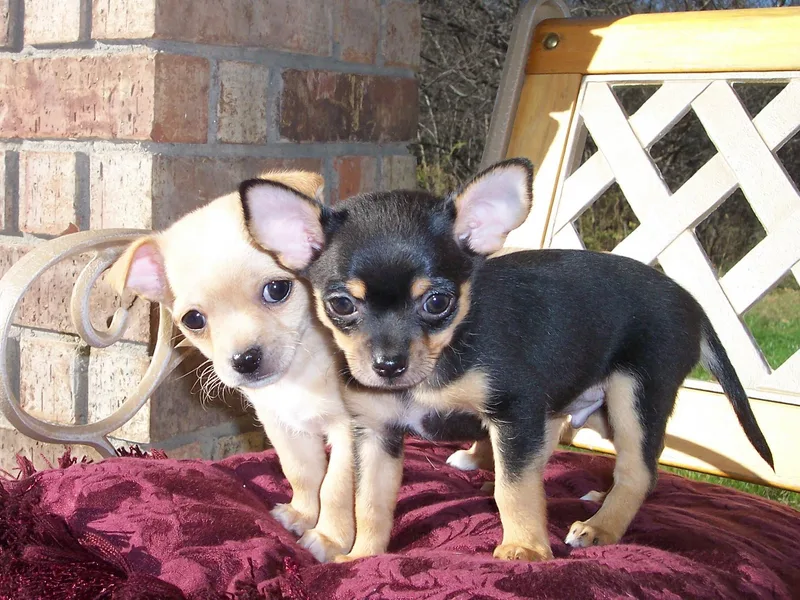 Carsten's Chihuahuas