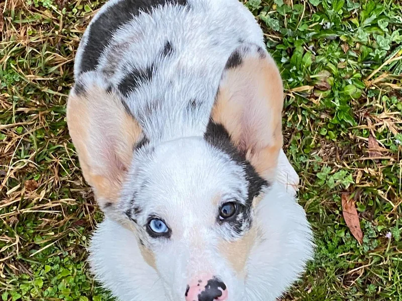 Cartee Corgis - Debi Cartee Mills