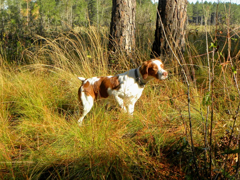 Carter Brittany Kennels