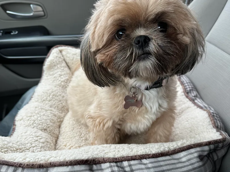 Carter Family Retrievers